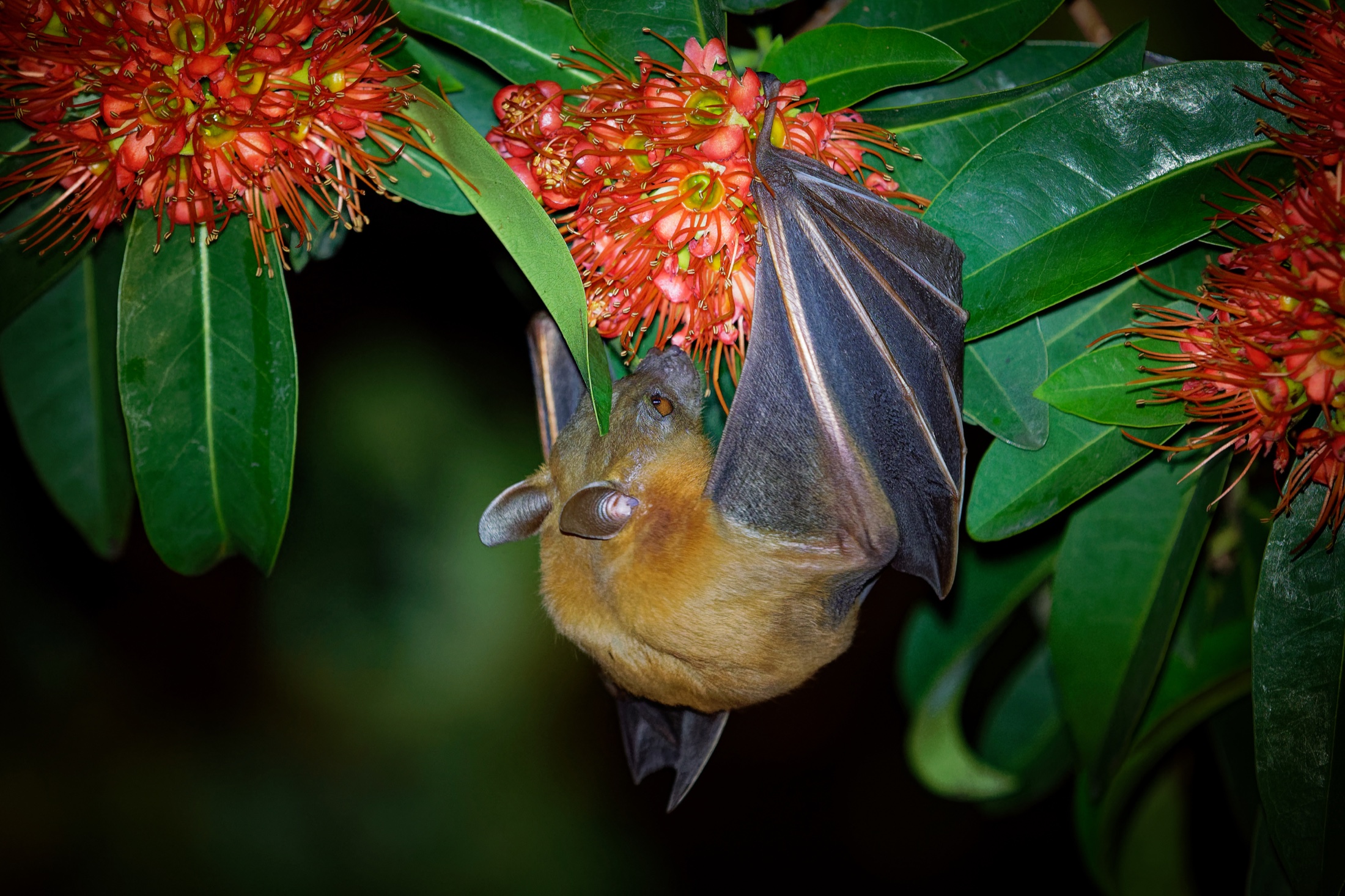 A nectar-feeding bat hanging among vivid red blossoms at night